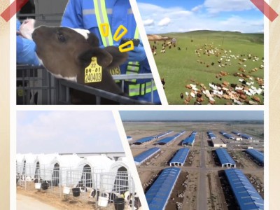 砥砺奋进七十载天山南北谱华章|新疆畜牧业的“数字”变迁！